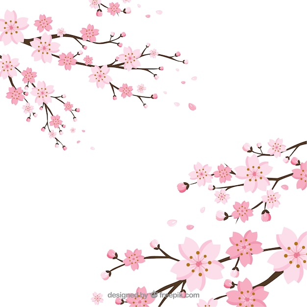 Cherry blossom background in flat style