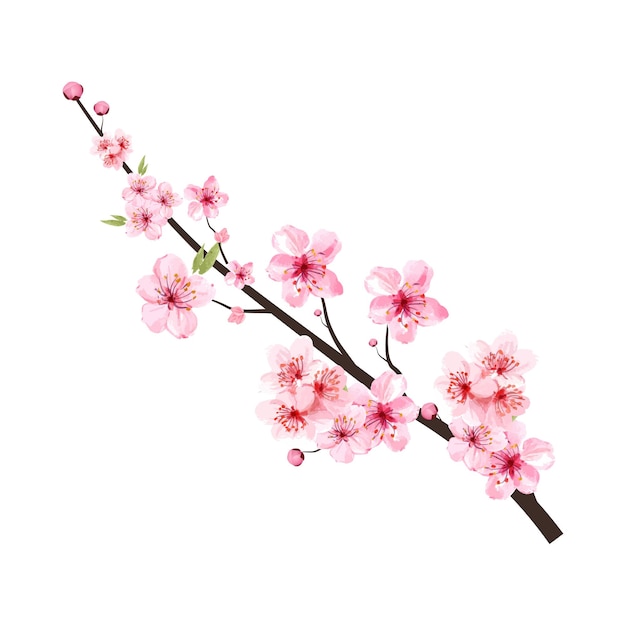 Cherry blossom branch with blooming pink Sakura flower Realistic watercolour cherry flower vector