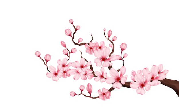 cherry blossom branch with sakura flower. sakura white background. cherry blossom flower blooming