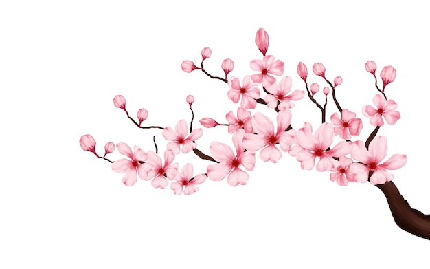 cherry blossom branch with sakura flower. sakura white background. cherry blossom flower blooming