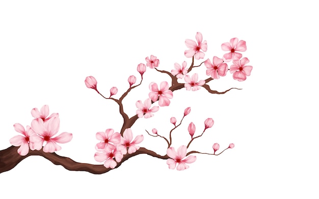 cherry blossom branch with sakura flower. sakura white background. cherry blossom flower blooming