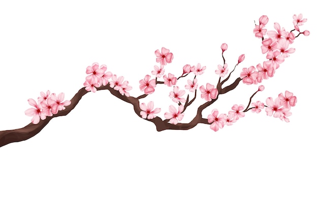 cherry blossom branch with sakura flower. sakura white background. cherry blossom flower blooming