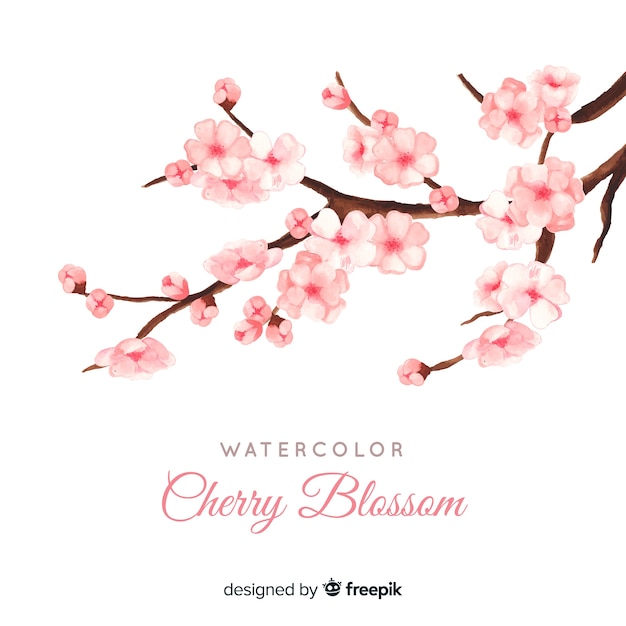 Cherry blossom branchs