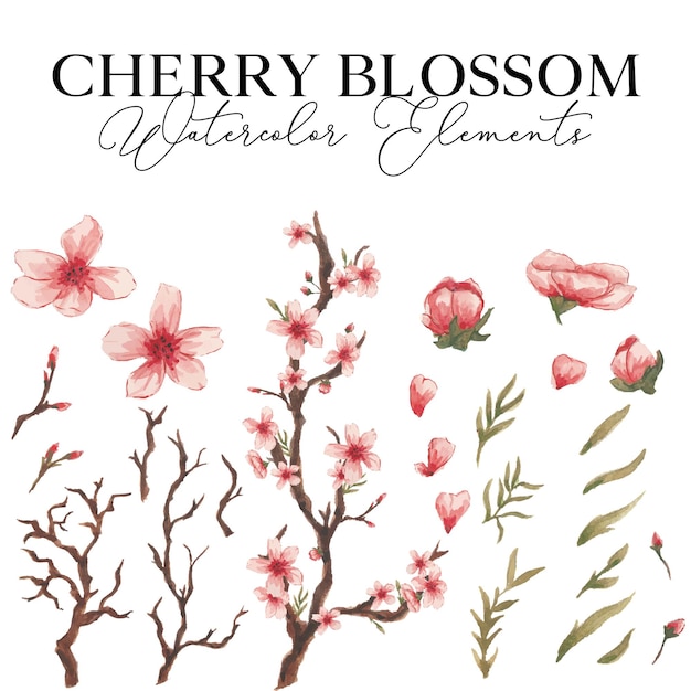 Cherry Blossom Flower Watercolor Elements 