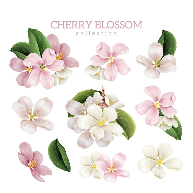 Cherry blossom flowers collection color illustration