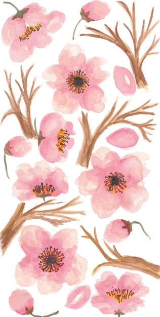 Vector cherry blossom sakura flower watercolor illustration clipart design print and background