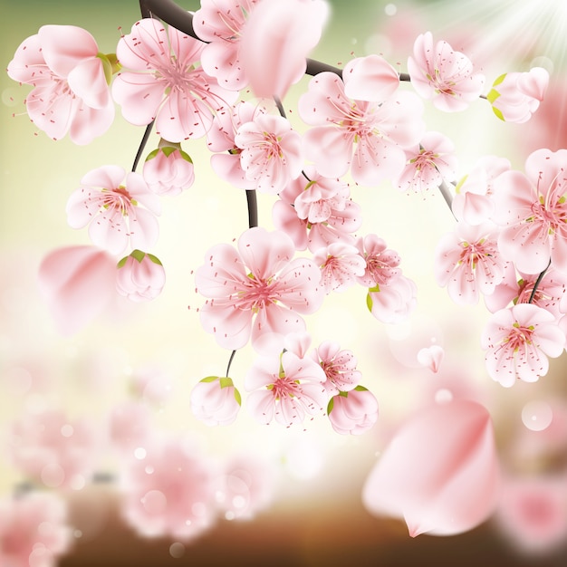 Cherry blossom, sakura flowers.