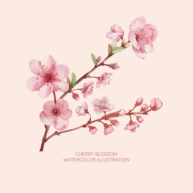 cherry blossom watercolor illustration