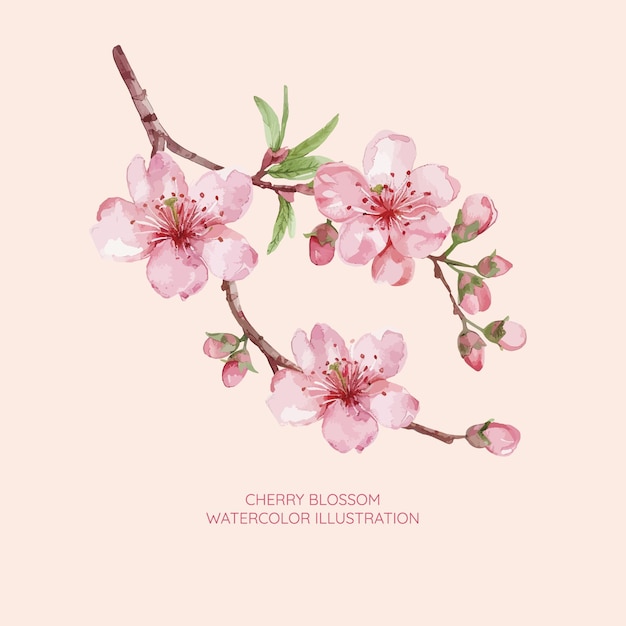 cherry blossom watercolor illustration