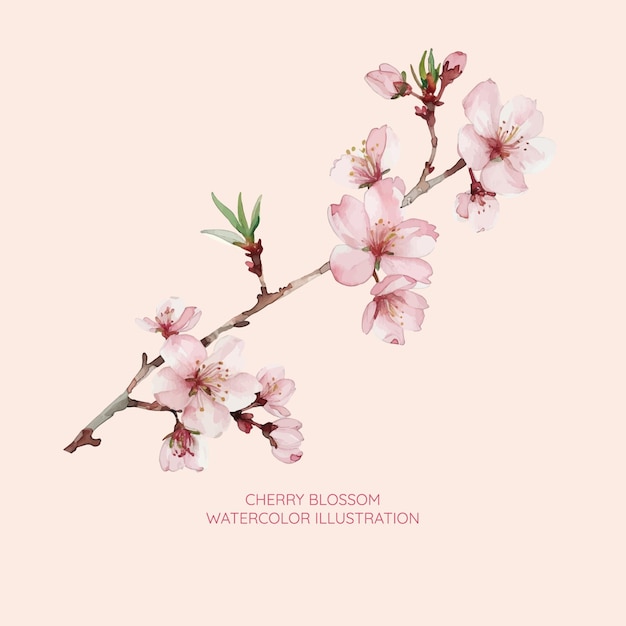 cherry blossom watercolor illustration