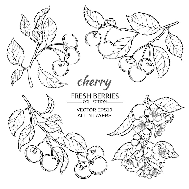 Cherry flowers and berries vector set on white background