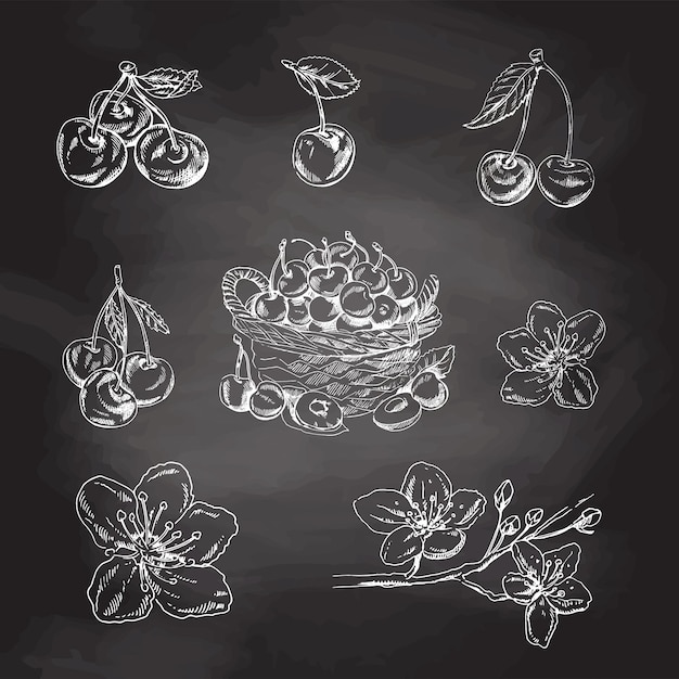 Cherry hand drawn white sketch set on black chalkboard, berries, basket, branch and cherry flowers