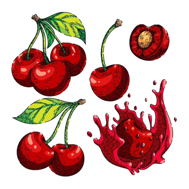 Cherry red fruit set sketch hand drawn vector