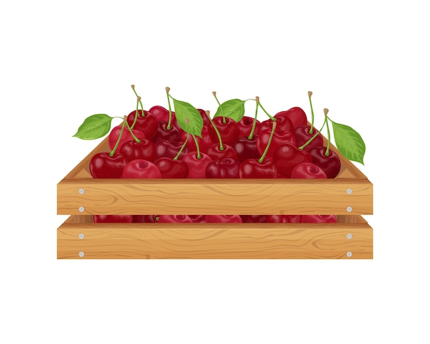 Cherry Ripe cherries in a wooden box Wooden box with cherry Ripe berries from the garden Vitamin products vector illustration isolated on a white background