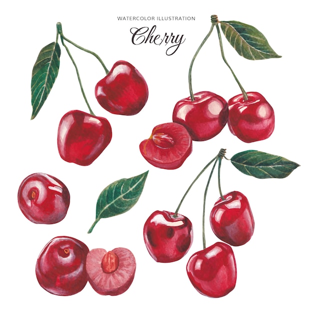 Cherry set watercolor illustration