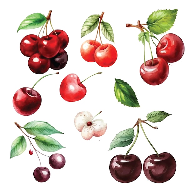 Cherry watercolor paint collection