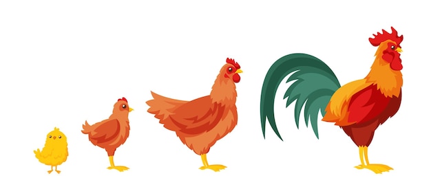 Chick Young Chicken Hen and Rooster Stages of Growth of Poultry Icons Cartoon Vector Illustration