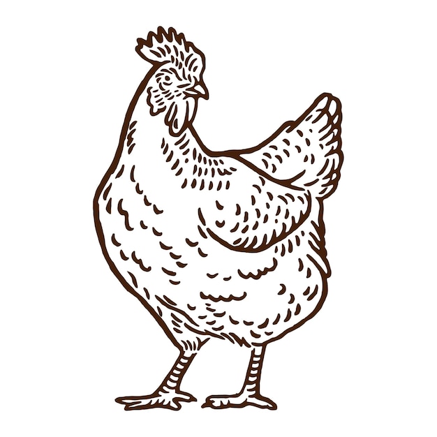 Chicken Animal Logo Vintage Farming Illustration Best For Logo or Branding