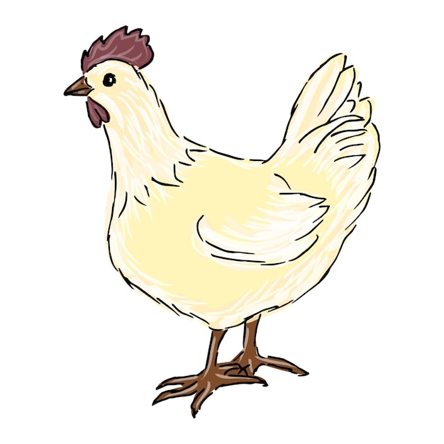 Chicken cartoon drawing Vector illustration on white background isolated object farm bird