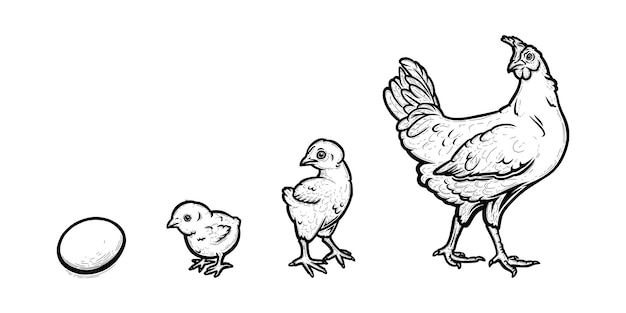 Chicken development from egg to hen. Growth of a bird in four stages. Hand drawn vector illustration