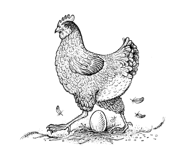 Vector chicken and egg collection of farm product