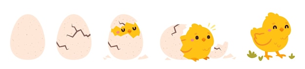 Vector chicken hatching easter cute chick hatched cracked shell egg newborn bird from egg stepbystep process domestic hens baby in nest farm birds vector concept