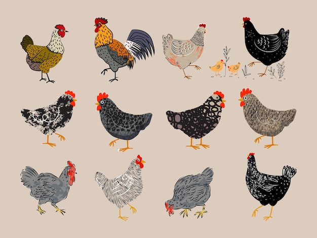 Vector chicken hen rooster character hand drawing vector illustration poultry farm birds animal design