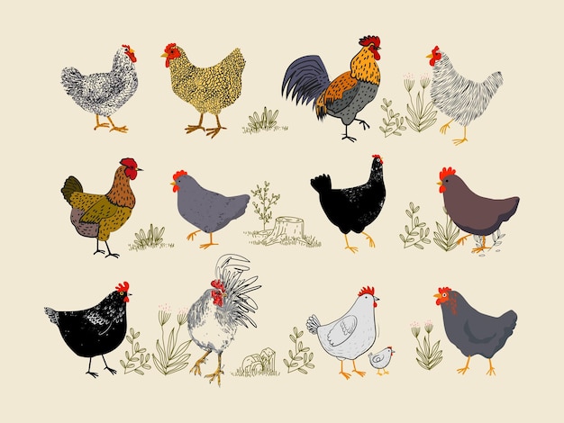 Vector chicken hen rooster character hand drawing vector illustration poultry farm birds animal design