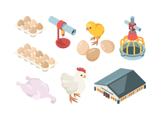 Vector chicken production. agriculture industry bio organic bird feeding poultry workers and farm buildings  isometric. illustration farm agriculture, chicken egg and poultry