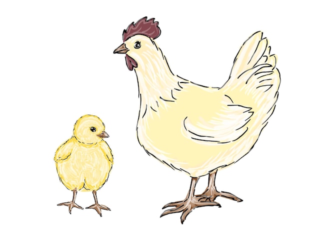 Chickens flat vector illustration Multicolor chicks hens cartoon isolated design elements with outline Chicken meat production bird breeding Poultry farm animal husbandry