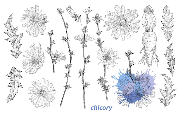 Chicory A collection of sketches of various flowers leaves and chicory rootxAHanddrawn vector