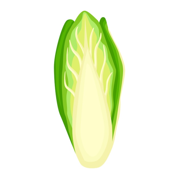 Chicory lettuce isolated on white background. Kind salad in flat style. Agriculture symbol for any purpose.