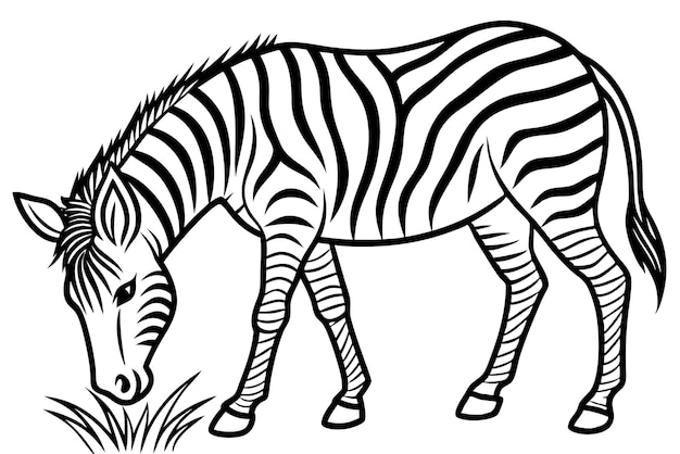 childrens simple coloring book page zebra