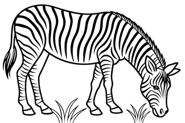 Vector childrens simple coloring book page zebra