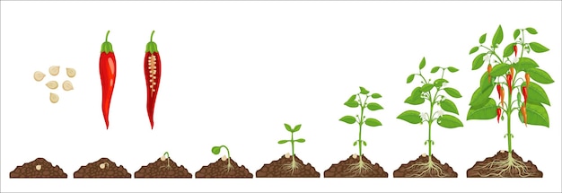 Vector chili pepper seed growth stages progress in soil