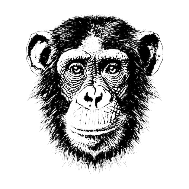 Vector chimpanzee vector drawing isolated hand drawn object engraved style illustration