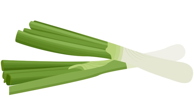 Chive Spring Onions Vegetable Vector Illustration