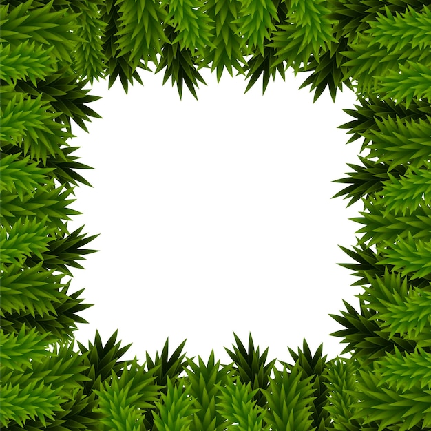 Christmas background from spruce branches