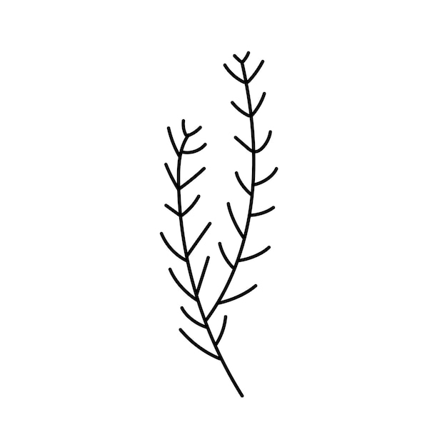 Christmas fir branch hand drawn