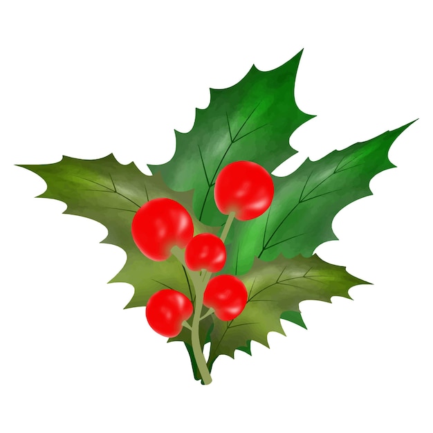 Christmas holly leaves with red berries watercolor Vector Illustration for decorative element