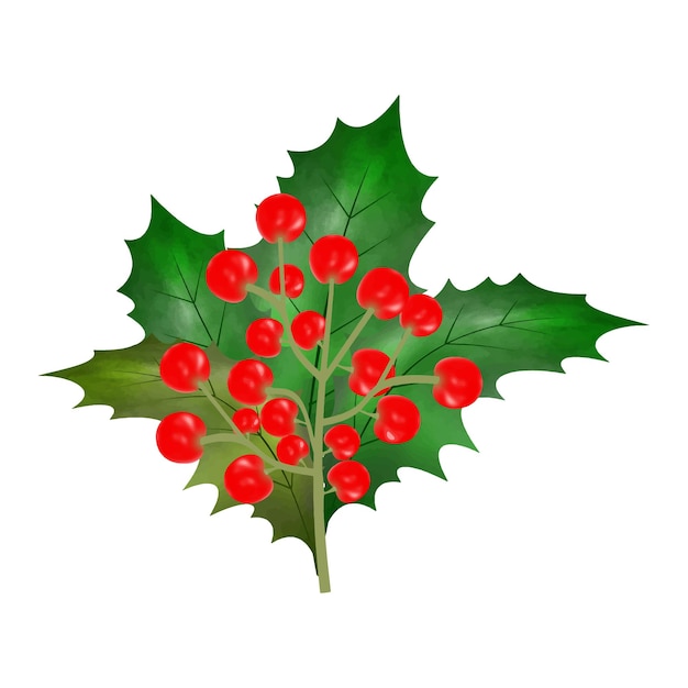 Christmas holly leaves with red berries watercolor Vector Illustration for decorative element