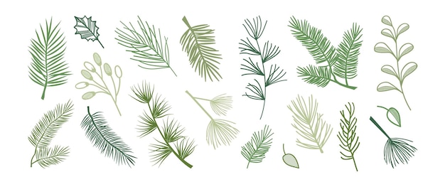 Christmas pine cone fir leaf and branch tree winter holly berry evergreen plant vector icon New Year