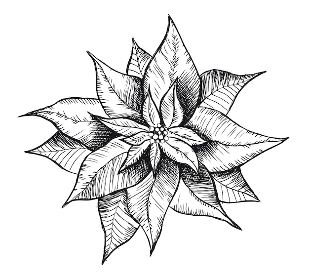 Christmas Star Hand drawn Poinsettia