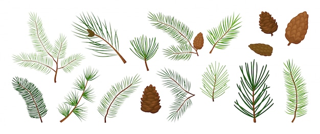 Christmas tree branches, fir and pine cones, evergreen vector set, holiday decoration, winter symbols. Nature illustration