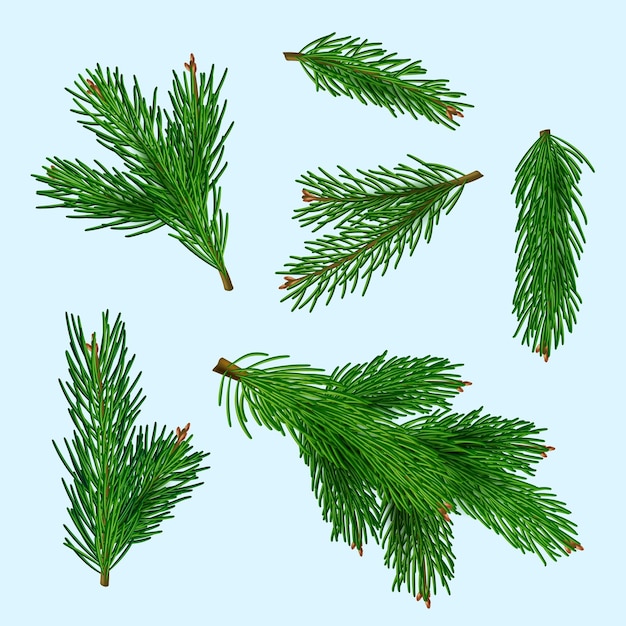 Christmas tree realistic Xmas branches green winter plants for gifts toys decent vector realistic illustrations isolated