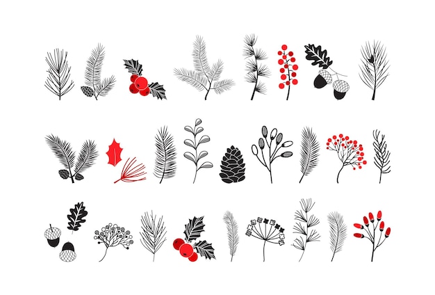 Christmas vector pine cone and leaves plant branch spruce and fir evergreen winter tree holly berry