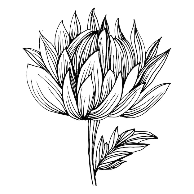 Chrysanthemum by hand drawing Floral tattoo highly detailed in line art style