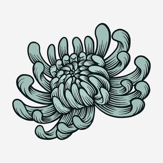 Vector chrysanthemum flower blossom vintage illustration