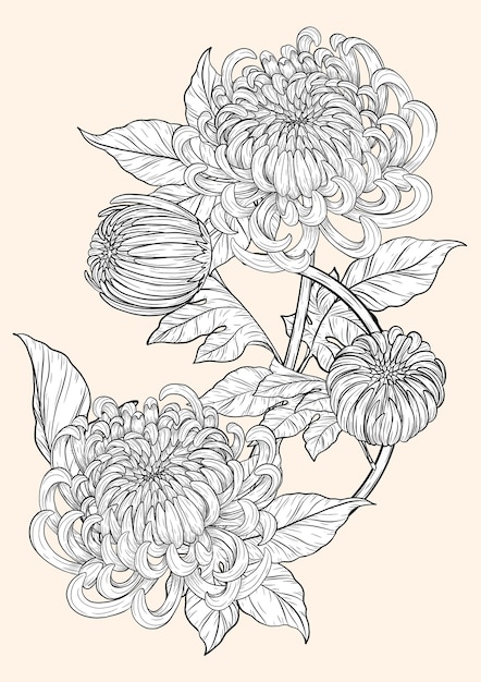 Chrysanthemum flower by hand drawing