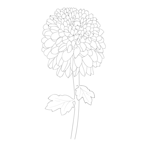 Chrysanthemum flower line art